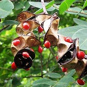 Adenanthera Pavonina Red Lucky Seeds, Red Sandalwood Tree Seeds For Growing - 20 seeds