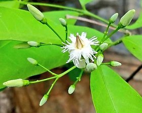 Wrightia tinctoria, Sweet Indrajao, Pala indigo Flowering Medicinal Plant Seeds -30 Seeds