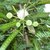 Subabul Safed babool Leucaena Good fodder to cattle and goats seeds for growing - Pack of 100 grams