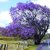 Jacaranda Mimosifolia, Blue Jacaranda, Neeli Gulmohur Tree Seeds -30 seeds