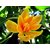 MICHELIA CHAMPACA / SON CHAMPA SHENBAGA POO FLOWER SEEDS FOR GROWING - 20 seeds