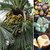 Borassus flabellifer / Doub palm / Palmyra palm / Tala palm / Toddy palm tree seeds - Pack of 1 big seed