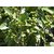 Cordia dichotoma, Fragrant manjack, Lasora, Bird lime tree, Indian cherry Seeds For Growing -10 Seeds