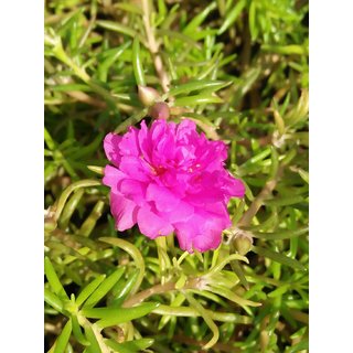 Buy Infinite Green Pink 9 O Clock Portulaca Flower Moss Rose Plant Online Get 68 Off Buy Infinite Green Pink 9 O Clock Portulaca Flower Moss Rose Plant Online Get 68 Off