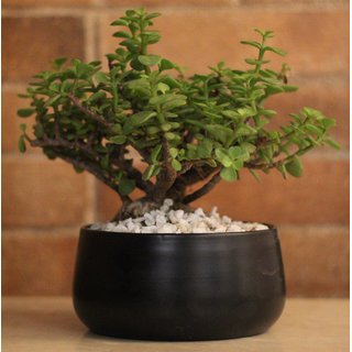Elemntl Metal Planter Pot for Indoor Plants (Matte Black)  5.5 x 3 in  Planter For Living Room Decor