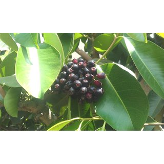                      Plantzoin Java plum Jamun Syzygium cumin Jamukoli Live Plant                                              