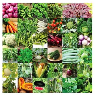                       Vegetable Seeds Bank for Home Garden 35 Varieties -1675 Seeds                                              