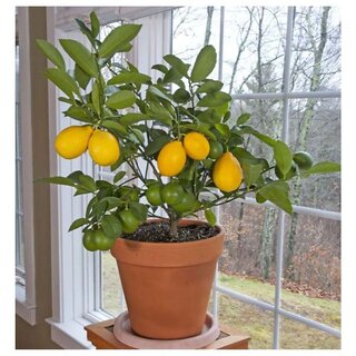                       Indoor Dwarf Meyer Lemon Citrus limon Fruit Seed for Growing 10 Seeds/Bag                                              