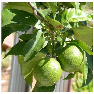                       Lime Tree Seeds THAI TROPICAL - MEDICINAL Benefits Fruit Seeds                                              