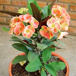 Buy Modern Plants Live Euphorbia milii - Crown of Thorns Orange Flower ...