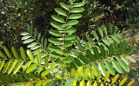 Kapebonavista simarouba glauca three year plant