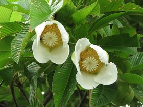 Dillenia Indica Two Year Plant Elephant Apple