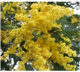 Golden Mimosa , Acacia Baileyana Yellow Flower Tree Seeds