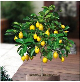 Exotic Citrus Bonsai Suitable Lemon Fruit Seeds