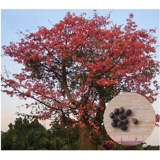                       Indian Bombax Ceiba or Kopak Red Silk Cotton Tree Seeds                                              