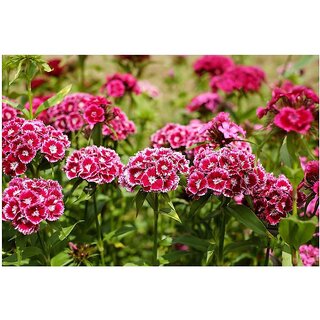                       Sweet William Mix Pink Red White  Winter Flower Seeds with Coco Peat Seed Starter                                              