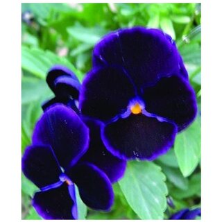                       Rare Black With Rare Purple Pansy Winter Flower Seeds with Coco Peat Seed Starter                                              