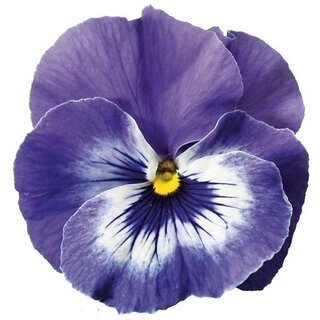                       Giant Pansy Viola Winter Flower Seeds with Coco Peat Seed Starter                                              