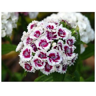                       Sweet William Tall Single Mix Winter Flower Seeds with Coco Peat Seed Starter                                              