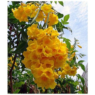                       Bright Golden Yellow Trumpet-shaped Tecoma Flowers Tree Seeds                                              