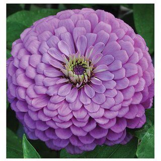                       Zinnia Giant Dahlia Violet Winter Flower Seeds with Coco Peat Seed Starter                                              