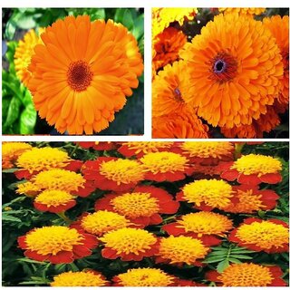                       Combo Pack 3 Types Marigold Flower Seeds                                              