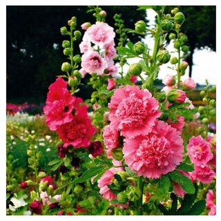                       Hollyhock GIANT DANISH  Winter Flower Seeds with Coco Peat Seed Starter                                              