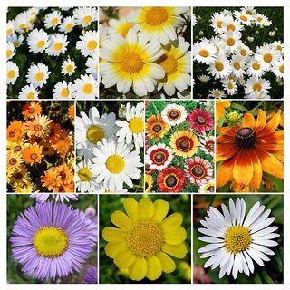                       Rainbow daisy Winter Flower Seeds Mix with Coco Peat Seed Starter                                              