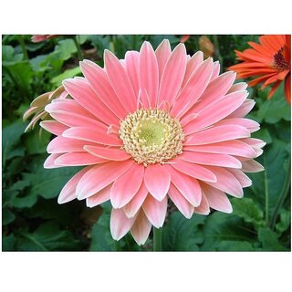                       Gerbera Daisy Hybrids Winter Flower Seeds with Coco Peat Seed Starter                                              