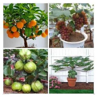                       Dwarf Fruit Seeds Garden Combo #4- Orange, Guava, Grapes, Papaya Seeds                                              