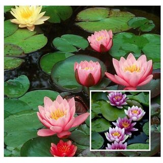                       Attractive Lotus Flower Seeds Mix Color                                              