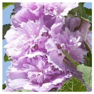                       Celebrities Lilac Hollyhock Flower Seeds with Coco Peat Seed Starter                                              