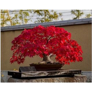                       Japanese Red Maple Bonsai Tree Seeds - 7 Seeds/Pack                                              