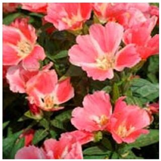                       Orange Glory Godetia Winter Flower Seeds with Coco Peat Seed Starter                                              