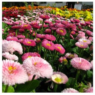                       Heirloom Daisy Chrysanthemum Winter Flower Seeds with Coco Peat Seed Starter                                              