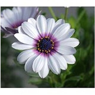                       White African Daisy Winter Flower Seeds with Coco Peat Seed Starter                                              