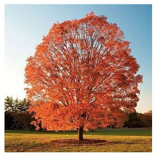                       10 Seeds Sugar Maple Tree Seed Imported American Maple Pack Good Germination                                              