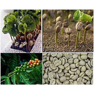                      Coffee Beans Bonsai Herb Seeds                                              