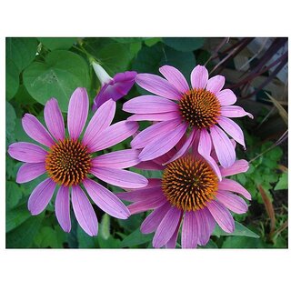                       LuxeJoie Purple Daisy Winter Flower Seeds with Coco Peat Seed Starter                                              