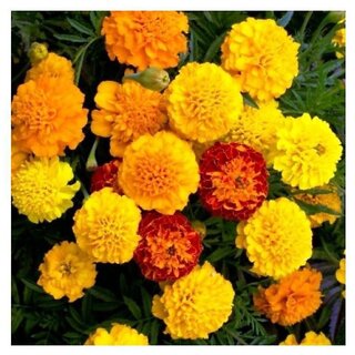                       Marigold Maidenhair  Winter Flower Seeds with Coco Peat Seed Starter                                              