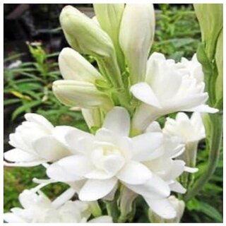                       Buy Tuberose for Heavily scented flower in garden. 10 Bulbs Pack                                              