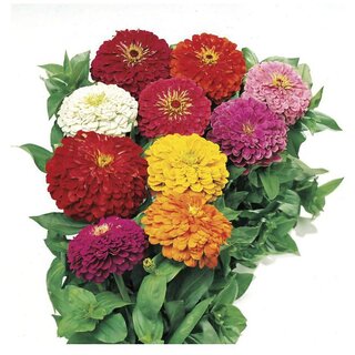                       Attractive Zinnia Mix Color Flower Plant Seeds                                              