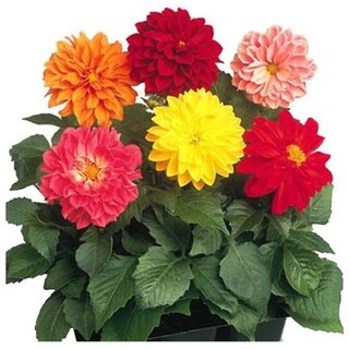                       Mixed Color Dahlia  Winter Flower Seeds with Coco Peat Seed Starter                                              