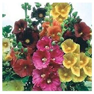                       Alcea Hollyhock Winter Flower Seeds with Coco Peat Seed Starter                                              