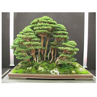                       Imported Red Cedar Bonsai Suitable Tree Seeds                                              