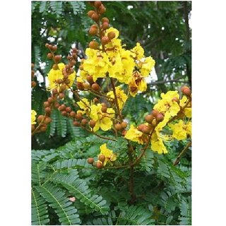 Yellow Flame Flower (Peltophorum pterocarpum) Tree Seeds