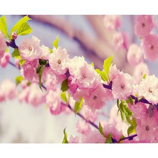                       Japanese Sakura + Cherry Blossom Bonsai Flower Seeds                                              
