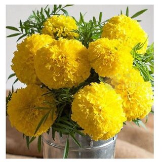                       YELLOW AFRICAN MARIGOLD Winter Flower Seeds with Coco Peat Seed Starter                                              