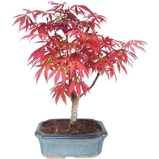                       Beautiful Imported Japanese Red Maple Bonsai Suitable Tree Seeds                                              