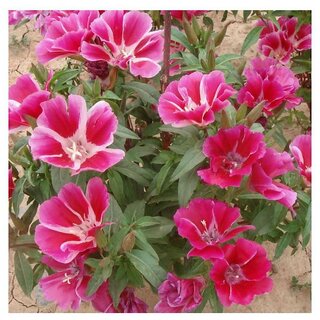                       Satin Godetia Amoena Don Winter Flower Seeds with Coco Peat Seed Starter                                              